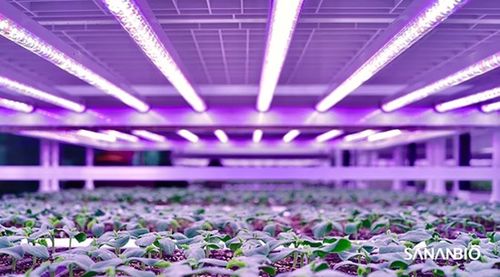 育苗植物工廠亮相2020廈洽會(huì) 中科三安推動(dòng)中國育苗產(chǎn)業(yè)升級